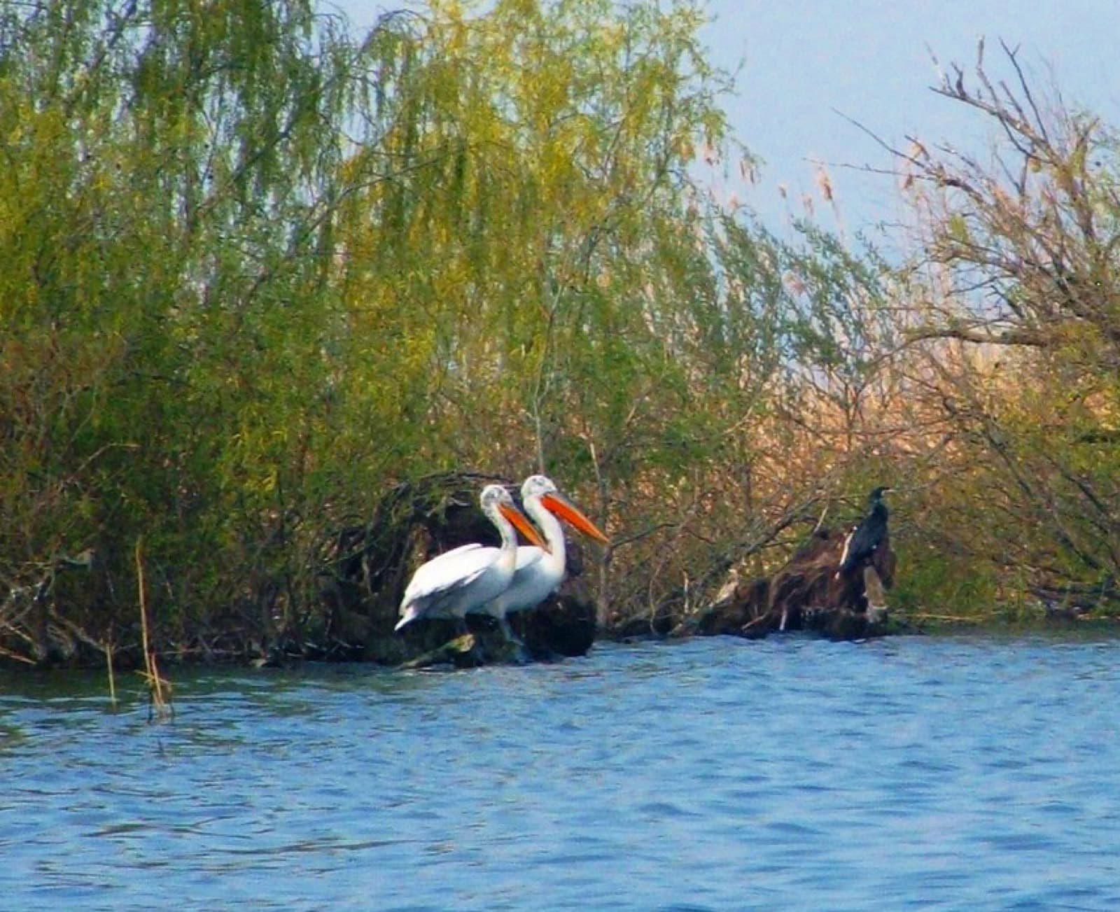 Reguli de comportament în Rezervația Biosferei Delta Dunării