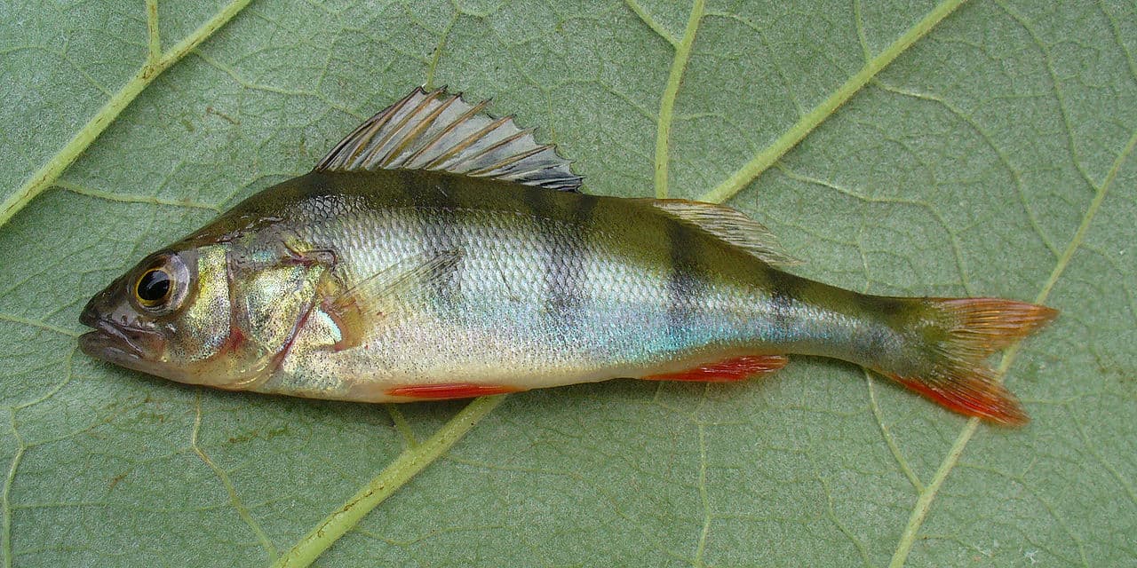 Biban