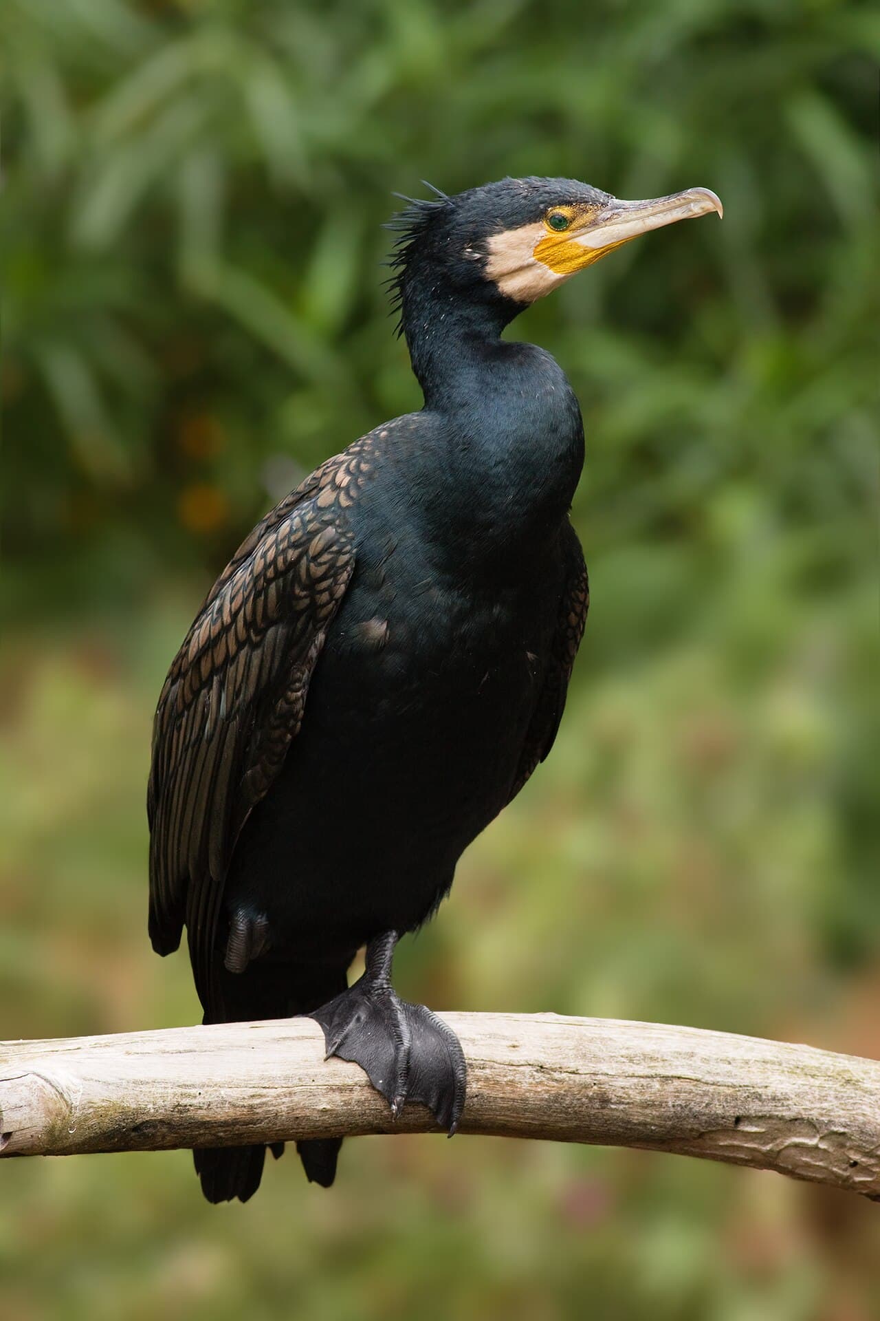 Cormoran mare