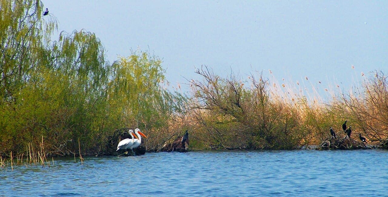 Pelican cret